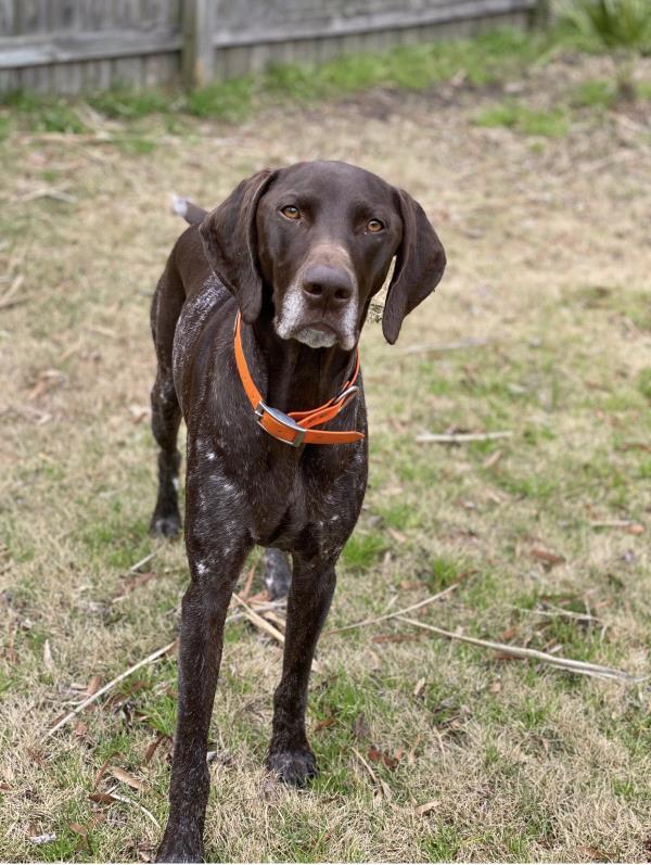 /images/uploads/southeast german shorthaired pointer rescue/segspcalendarcontest2021/entries/21928thumb.jpg